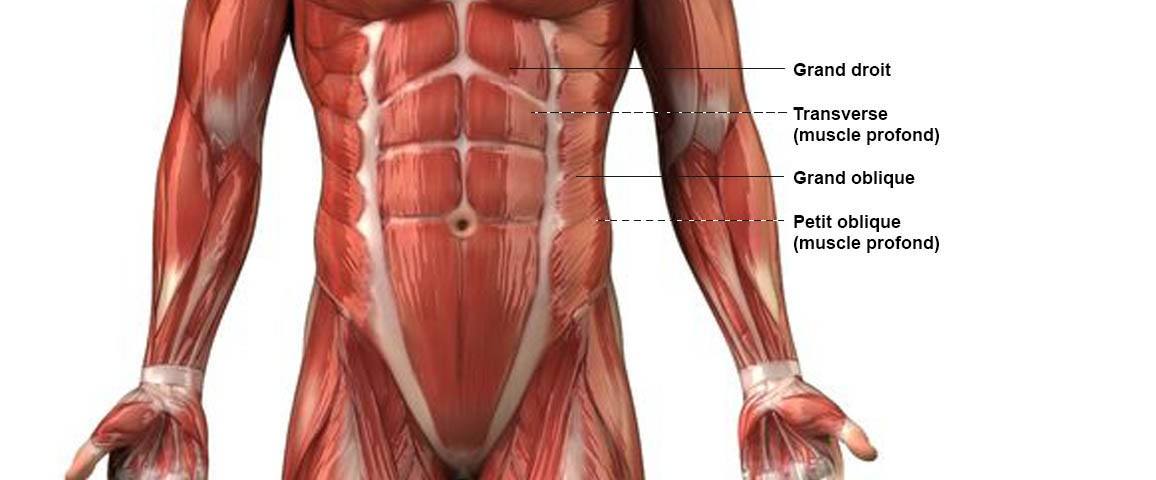 abdominaux anatomie