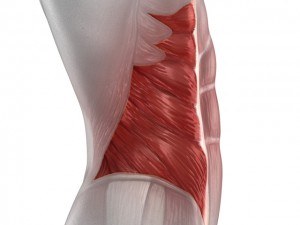 Abdominaux - Anatomie - Oblique externe