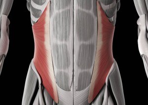 Abdominaux - Anatomie - Oblique interne