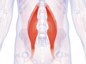 Abdominaux - Anatomie - Psoas iliaque