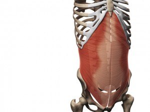 Abdominaux - Anatomie - Transverse