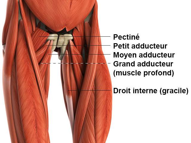 Adducteurs - Anatomie