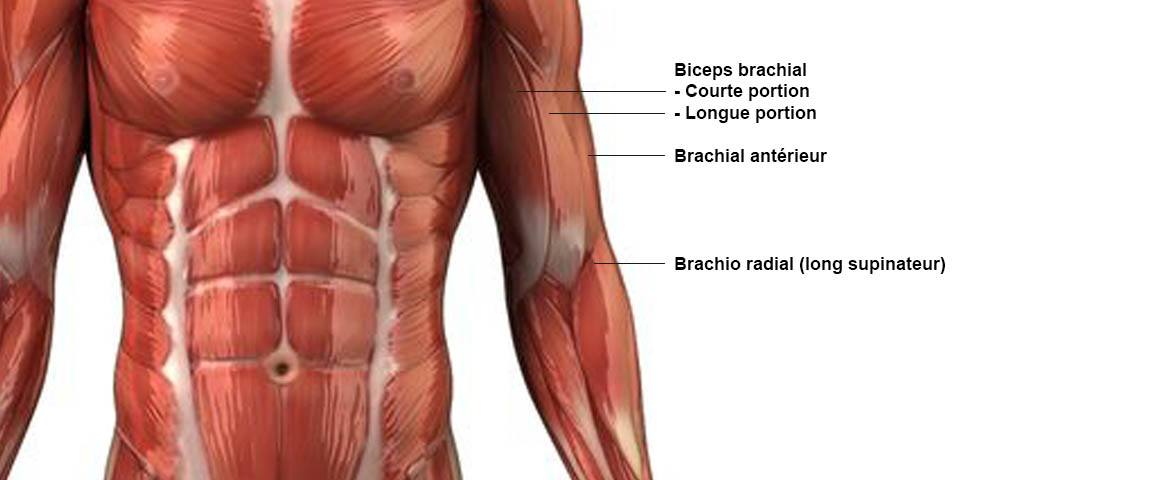 Biceps - anatomie