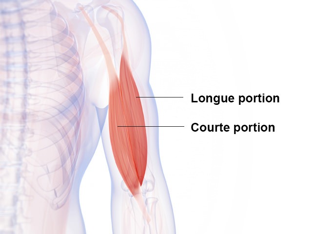 Biceps - Biceps brachial - Anatomie