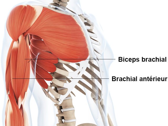 Biceps - Brachial antérieur - Anatomie