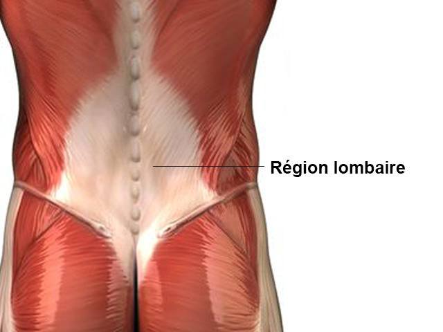 Dos - Lombaires - Anatomie