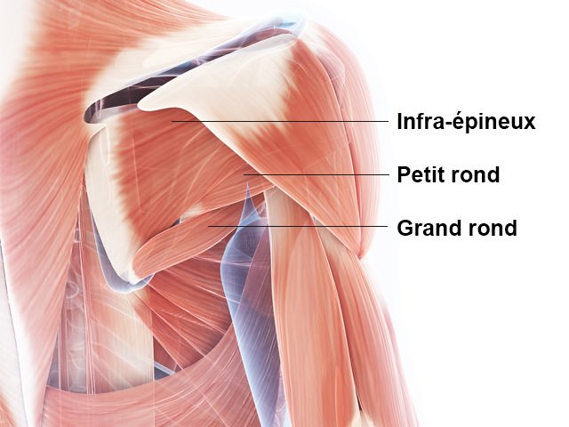 Dos - Sous-épineux - Petit rond - Grand rond - Anatomie