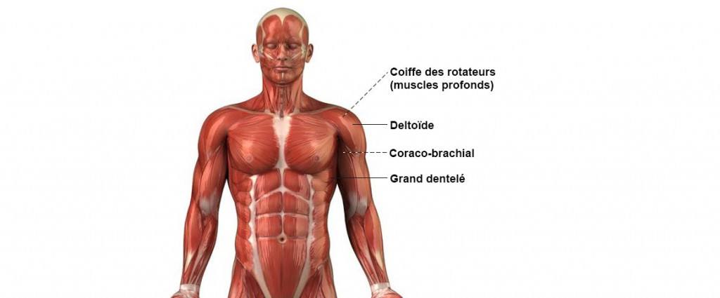 Anatomie des muscles du corps humain