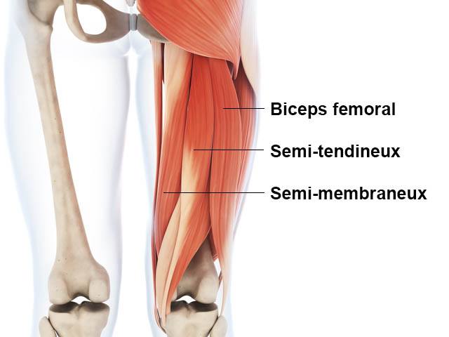 Ischio-jambiers - Anatomie