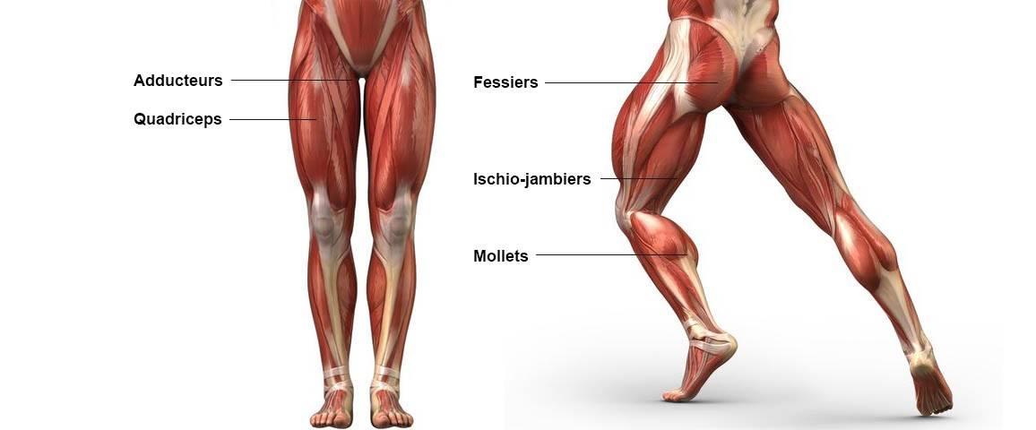 Anatomie De La Jambe Fitness Heroes