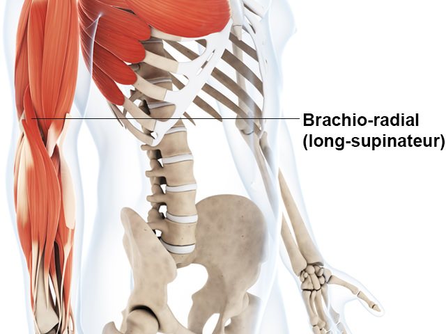 Biceps - Long supinateur - Anatomie