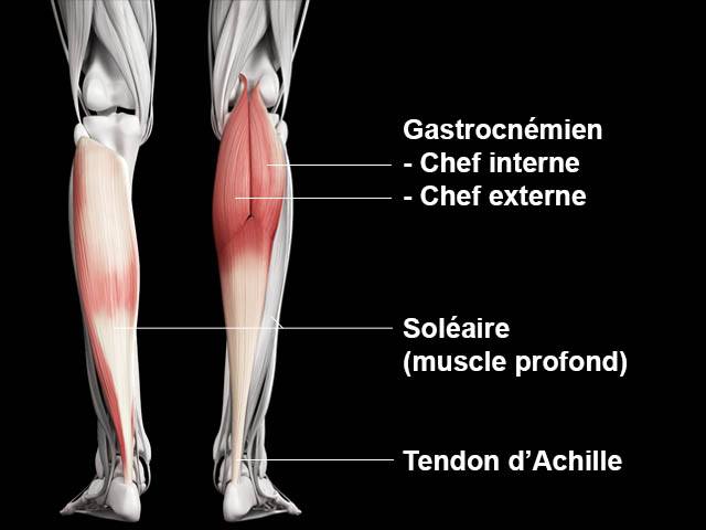 Mollets - Anatomie