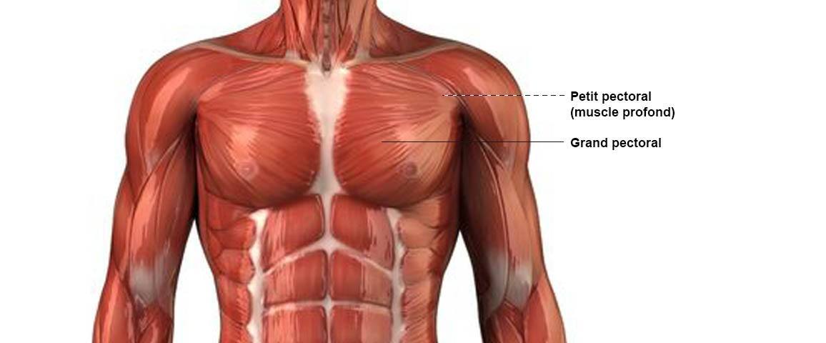 Pectoraux - Anatomie