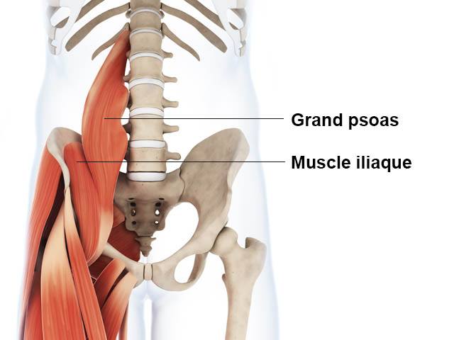 Psoas iliaque - Anatomie