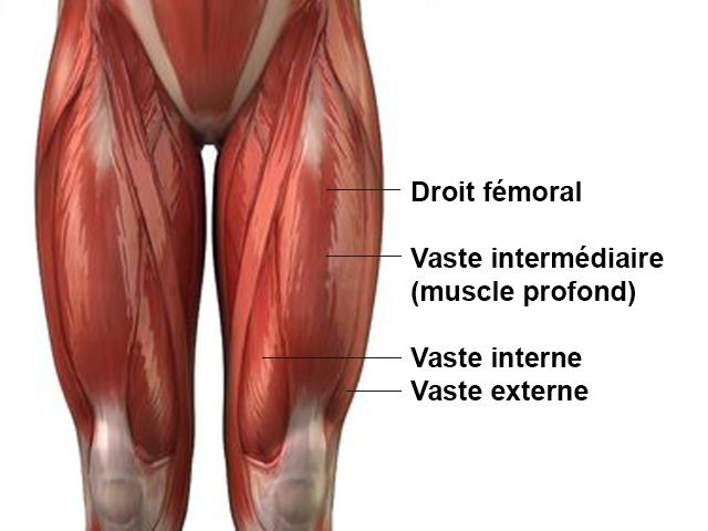 Quadriceps - Anatomie