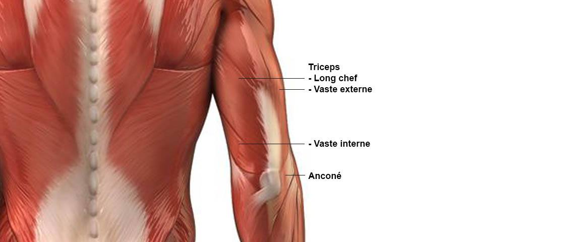Triceps - Anatomie