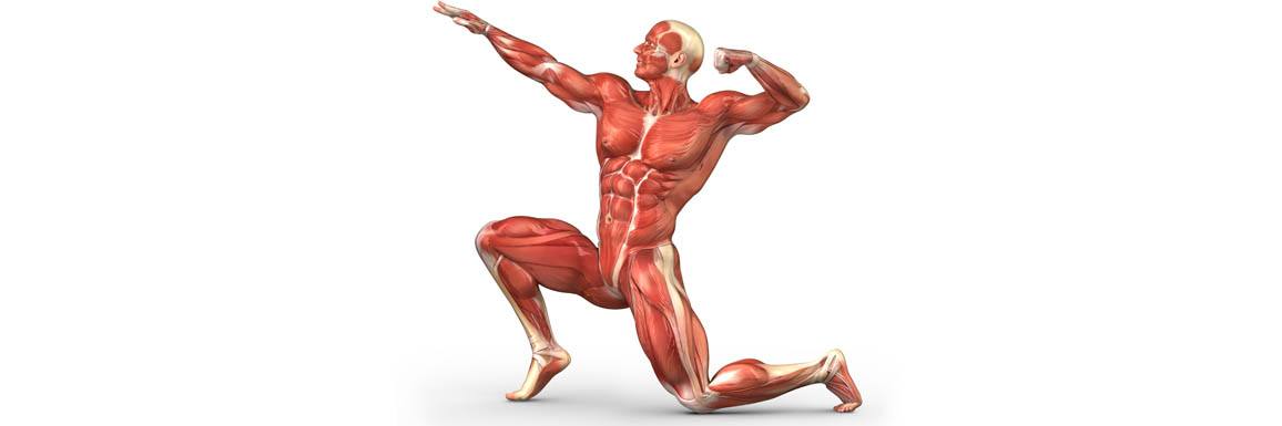 Anatomie – Musculation