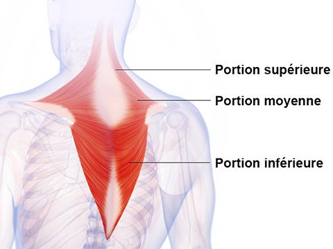 Dos - Trapèze - Anatomie