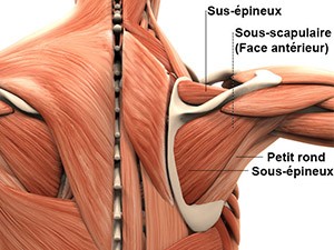 Épaule - Coiffe des rotateurs