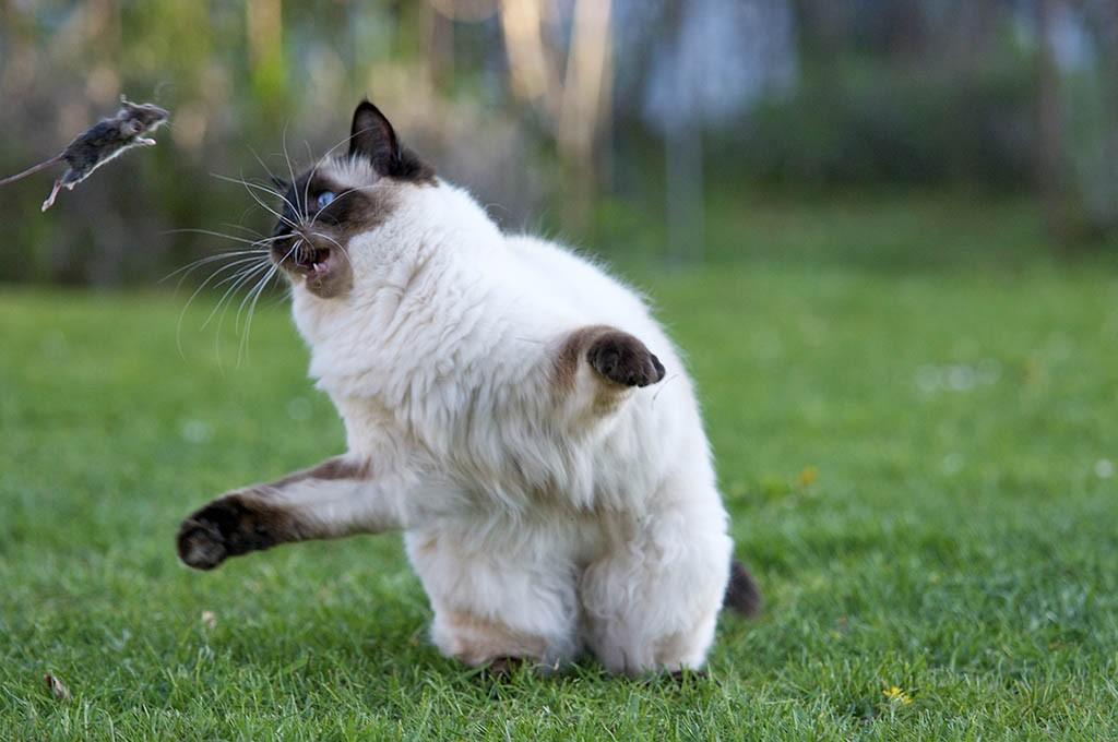 Une super souris attaque un chat grâce à l'intermittent fasting