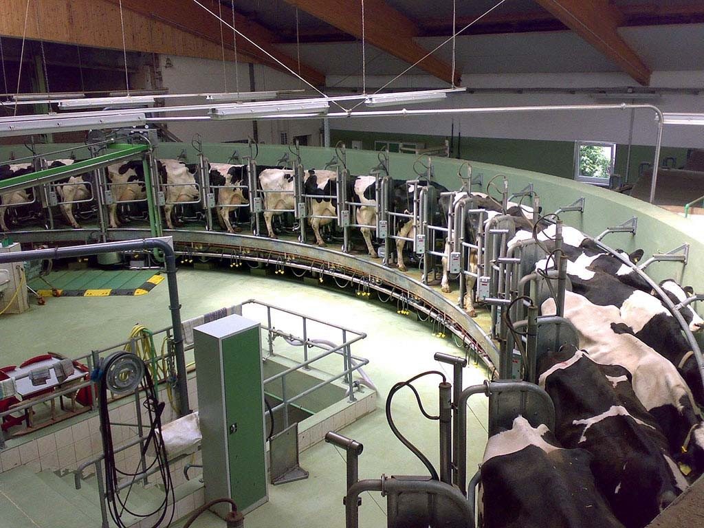 L'industrie laitière : des vaches traites à la chaine