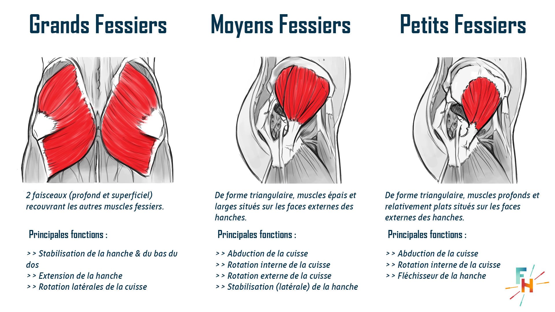 Les Fessiers - Composition des fessiers et fonctions