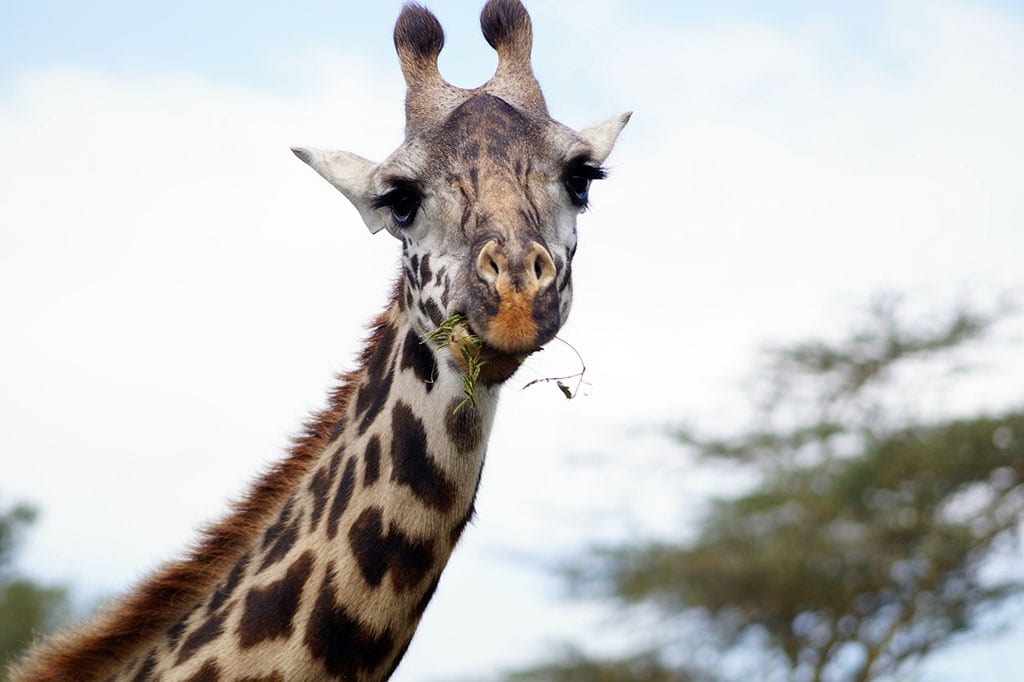 Une giraffe en train de mâcher. Mâcher correctement permet de mieux digérer.