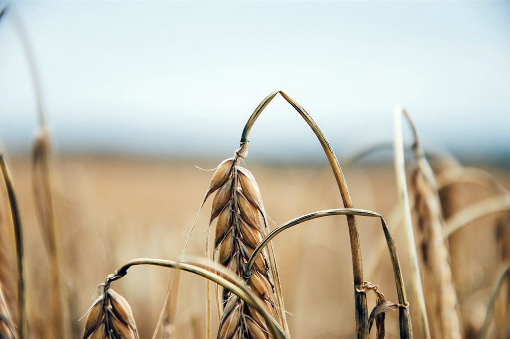 Épis de blé avant sa récolte et son raffinage pour fabriquer du pain ou des pâtes