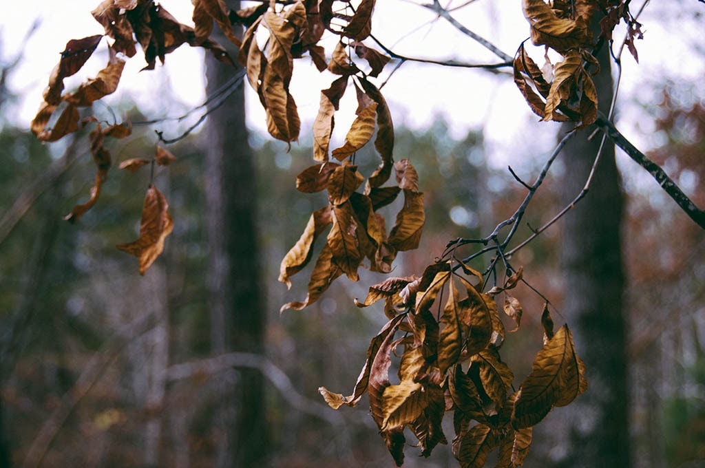 Feuilles mortes sur une branche, durant l'hiver la vitamine se fait rare