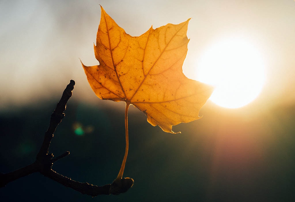 Une feuille exposée au soleil