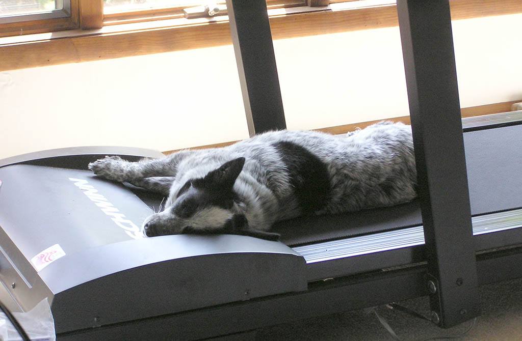 HIIT - un chien dort sur un tapis de course