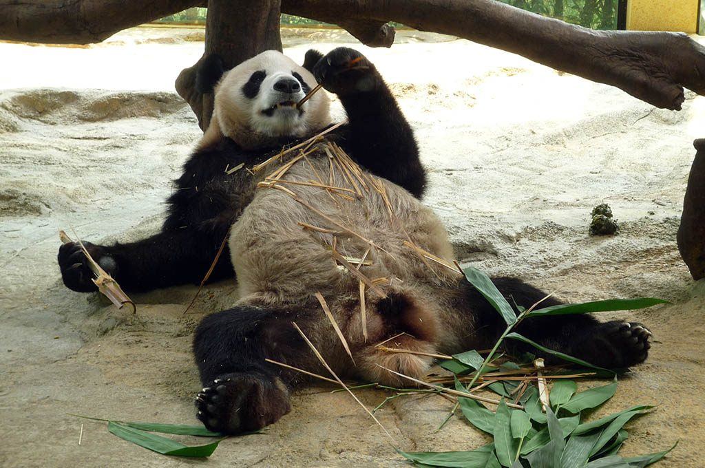 Un panda se repose, comme après une soirée arrosée d'alcool