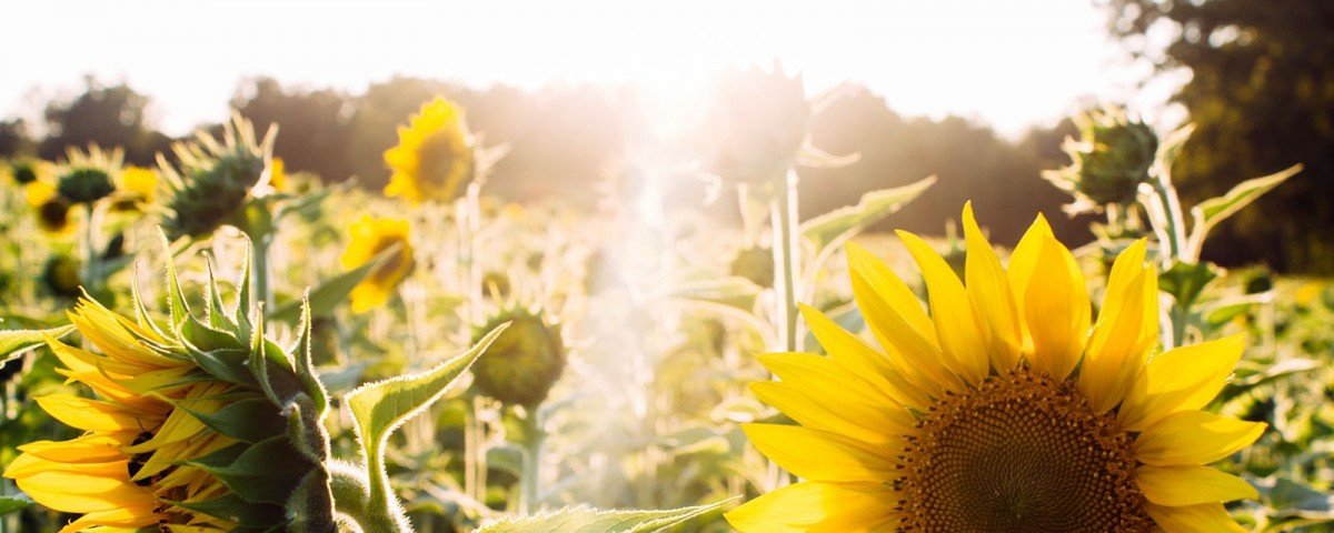 Champ de tournesols sous les rayons du soleil - Vitamine D