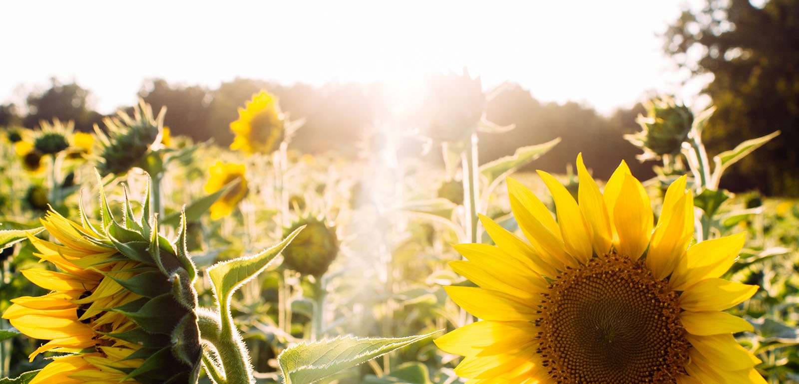 Champ de tournesols sous les rayons du soleil - Vitamine D