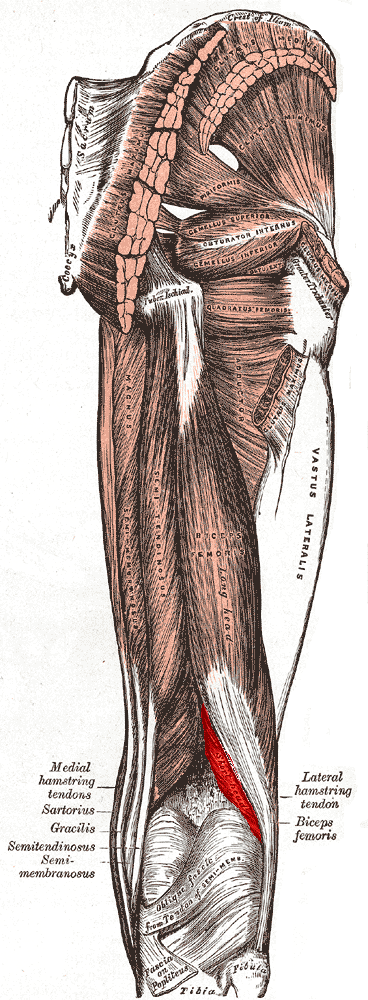 Biceps_femoris_muscle_short_head