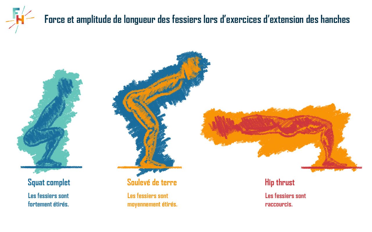 Contraction maximale des fessiers dans 3 positions