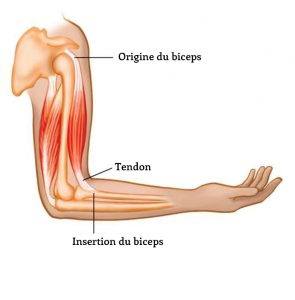 origine-insertion-muscles