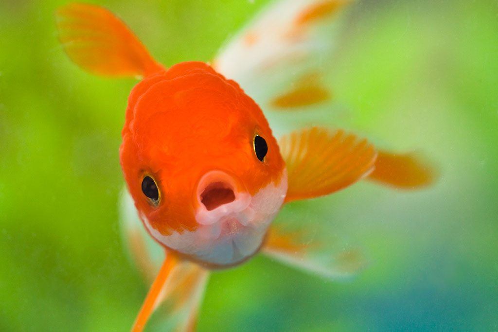 Un poisson - Une source d'omegas 3 reconnue